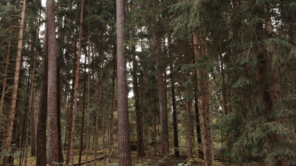 Obraz premium green woods panorama, natural landscape, forest in autumn, forest background 