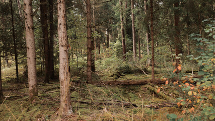 green woods panorama, natural landscape, forest in autumn, forest background
