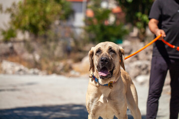 Male Aksaray Malaklı (Anatolian Mastiff) front portrait on a leash, showing its powerful build and calm temperament as a traditional Turkish livestock guardian dog.