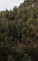 green woods panorama, natural landscape, forest in autumn, forest background
