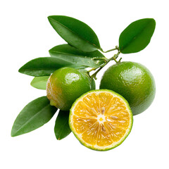 Calamansi 