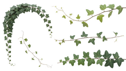 Ivy Vines Green Leaves Climbing Plant Decoration  
