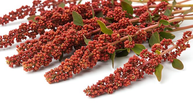 Close up view of quinoa plants with red seeds on a white background