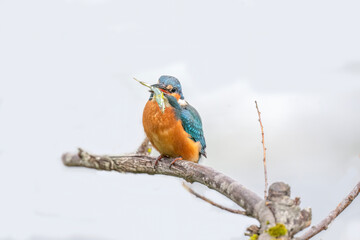 Kingfisher, male, on a branch with a fish in its beak