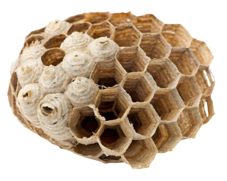 Intricate paper wasp nest macro detail showcasing natural geometry and fascinating construction isolated on black background