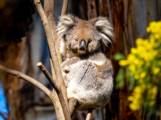 koala