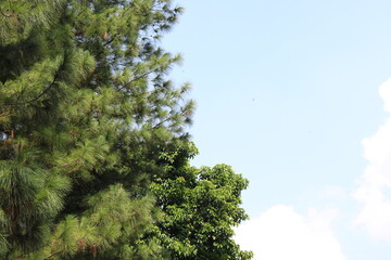 Lush green pine tree branches reach towards a bright, clear blue sky with wispy white clouds and distant birds soaring.