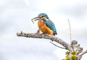 Kingfisher, male, on a branch with a fish in its beak