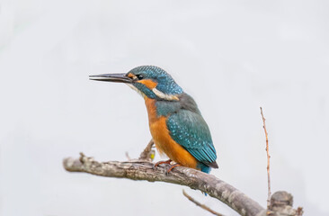 Kingfisher, male, on a branch