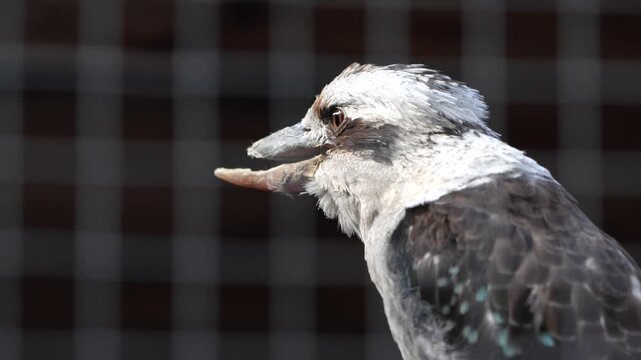 Kookaburra australian laughing bird while singing