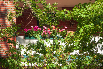 Balkon mit Blumenkästen an einem modernen Wohngebäude, Harburg, Hamburg, Deutschland
