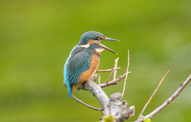 Kingfisher, female, on a branch with an open beak