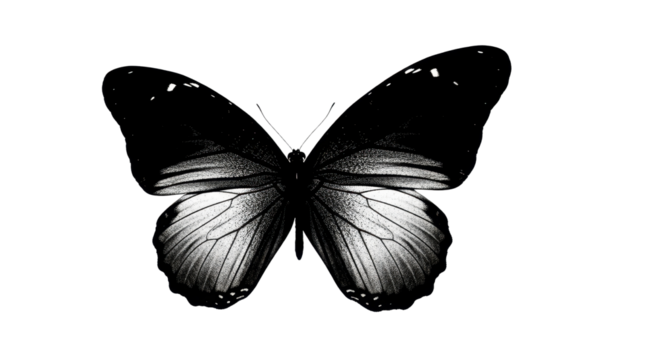 Dark butterfly with intricate wing pattern isolated PNG with Transparent Background
