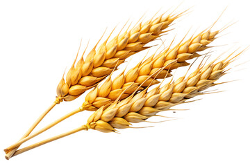 Golden Wheat Stalks on Black Background Agriculture and Harvest Imagery for Food Production Concepts