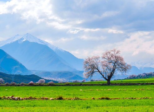 Spring Peach Blossoms and Snow-Capped Mountains in Bomi County, Tibet - Pastoral Landscape with Green Meadows
