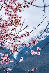 Pink Peach Blossoms Against Snowcapped Mountains in Tibet - Beautiful Spring Landscape