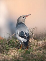 Seagull Standing Gracefully on Natural Grassland in Soft Morning Light
