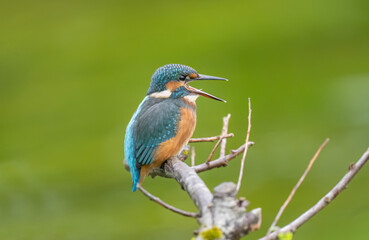 Kingfisher, female, on a branch with an open beak