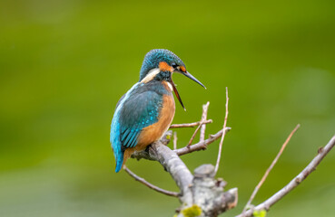 Kingfisher, female, on a branch with an open beak