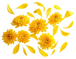 Bright yellow mums and scattered petals on a solid black background