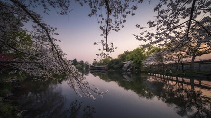 Cherry Blossoms Overhanging Tranquil Lake Waters in Hangzhou During Golden Hour Spring Scenery