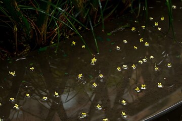 Yellow flowers floating on dark water surface with grass reflections creating peaceful natural wetland scene