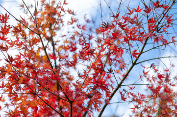 Bright Red Maple Leaves Against Blue Sky in Autumn