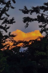 Silhouetted Tree Branches Framing Golden Sunset Sky Through Natural Window View