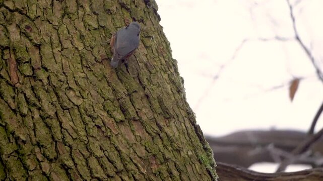 The Eurasian nuthatch or wood nuthatch (Sitta europaea) running up a tree on tree bark, North Rhine-Westphalia, Germany