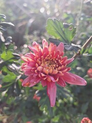 A close-up of a pink chrysanthemum flower in a garden in the morning