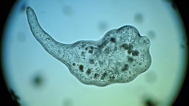 Microscopic view of an amoeboid single-celled organism. Protozoan with visible cellular structures under light microscope, biology research.