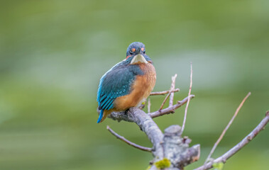 Kingfisher, male, on a branch