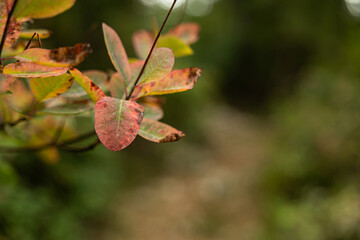 vista macro di foglie di una pianta di scotano o albero di nebbia che cambia i suoi colori da verde a rosso durante l'autunno