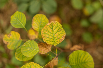 vista macro di foglie di una pianta di scotano o albero di nebbia che cambia i suoi colori da verde a rosso durante l'autunno