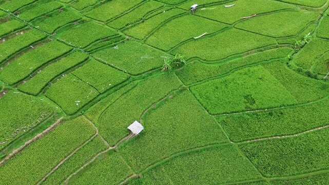 The Beauty of Terraced Rice Fields in Mount Kawi Malang | Aerial Drone View