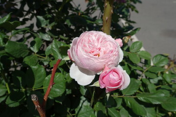 Globular pink flower of garden rose in June