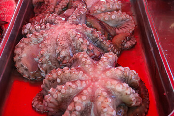 Fresh raw octopuses for sale in the fish market