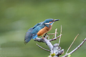 Kingfisher, male, on a branch with open wings