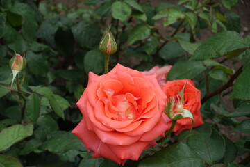 Macro of salmon pink flowers of roses in mid June