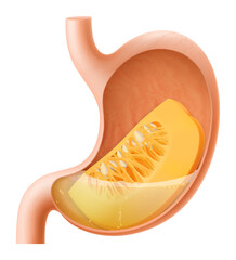 Human Stomach with pumpkin. The stomach digests pumpkin. A stomach filled with healthy and wholesome food. Proper nutrition. Realistic 3d Vector illustration. Food digestion process illustration