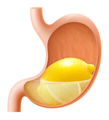Human Stomach with lemon fruit. The stomach digests lemon. A stomach filled with healthy and wholesome food. Proper nutrition. Realistic 3d Vector illustration. Food digestion process illustration