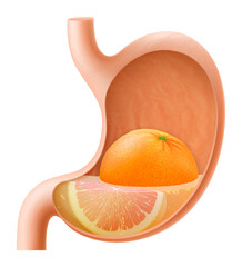 Human Stomach with grapefruit. The stomach digests grapefruit. A stomach filled with healthy and wholesome food. Proper nutrition. Realistic 3d Vector illustration. Food digestion process illustration