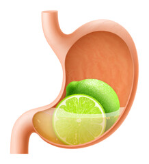 Human Stomach with lime fruit. The stomach digests lime. A stomach filled with healthy and wholesome food. Proper nutrition. Realistic 3d Vector illustration. Food digestion process illustration