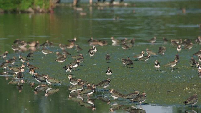 flock of lapwings resting by the riverbank