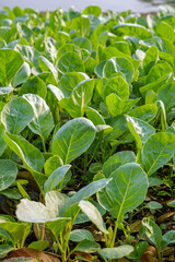 Brassica alboglabra in the soil plot has the morning light shining, among green leaves and soft blurred style for background.