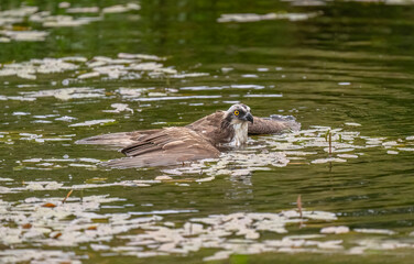 Osprey in water, close up