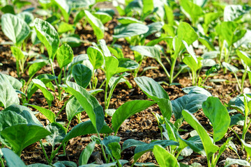Brassica alboglabra in the soil plot has the morning light shining, among green leaves and soft blurred style for background.