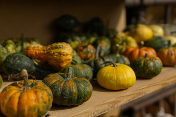 cluster of decorative and variegated gourds of various shapes and colors on a wooden shelf at an autumn market, seasonal vegetable harvest, concept of fall decor, farm store, gardening