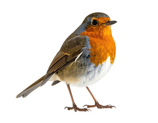 A vibrant robin with an orange breast and a watchful eye, on a transparent background