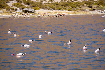Flamingos dipping heads underwater while showing their tails in Atacama lagoon, humorous scene of South American birds in unique desert ecosystem